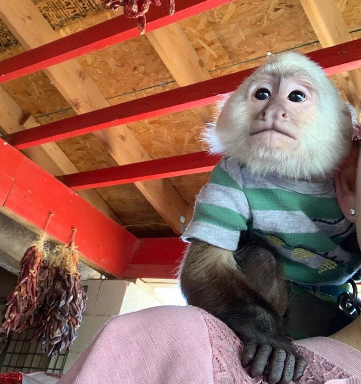 Kapuzineraffe kaufen