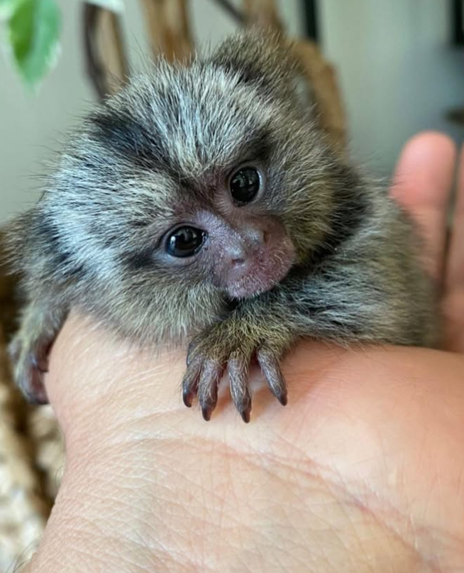 Fingeraffe legal kaufen