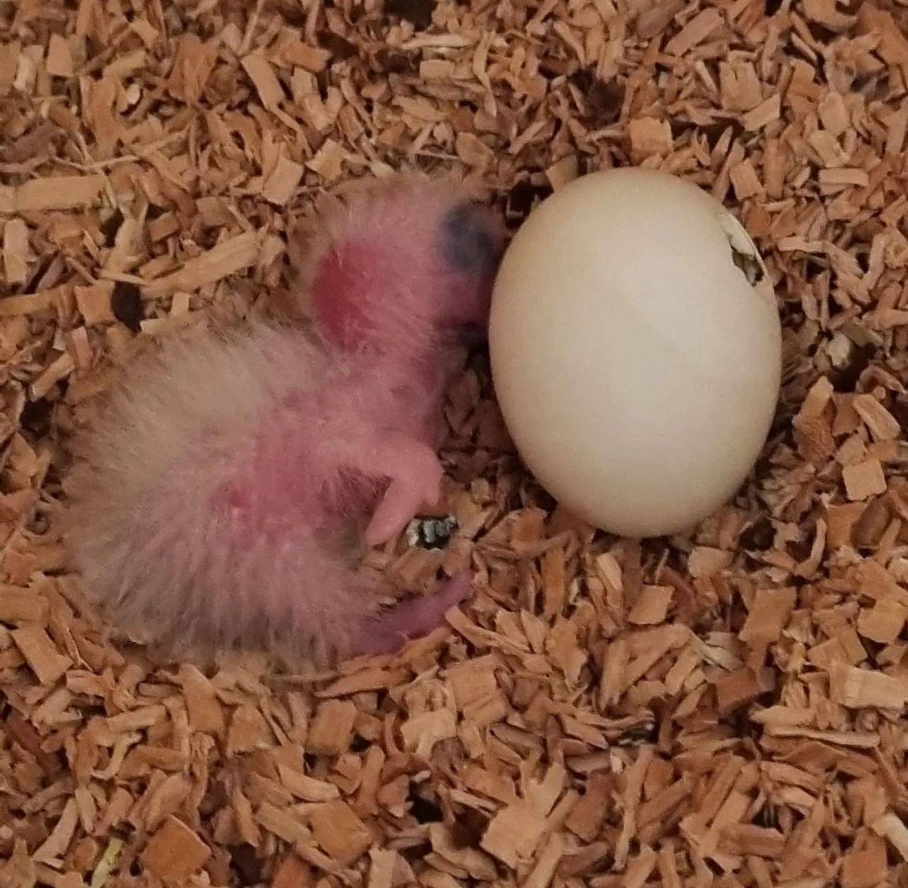 Befruchtete Papageieneier