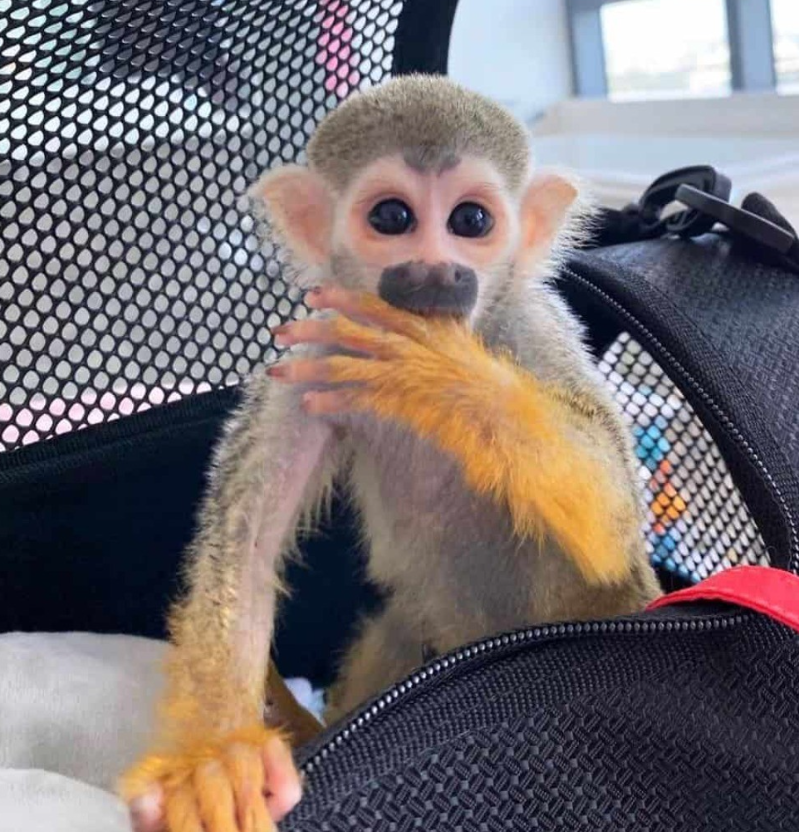 Totenkopfäffchen kaufen