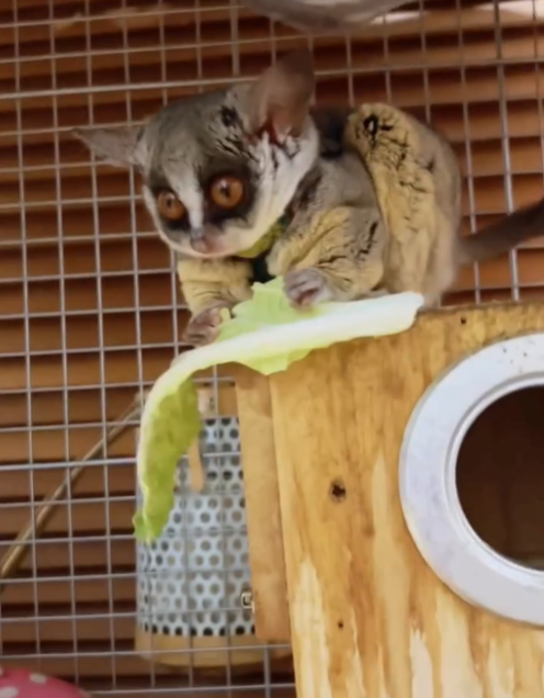 Galago Buschbaby kaufen