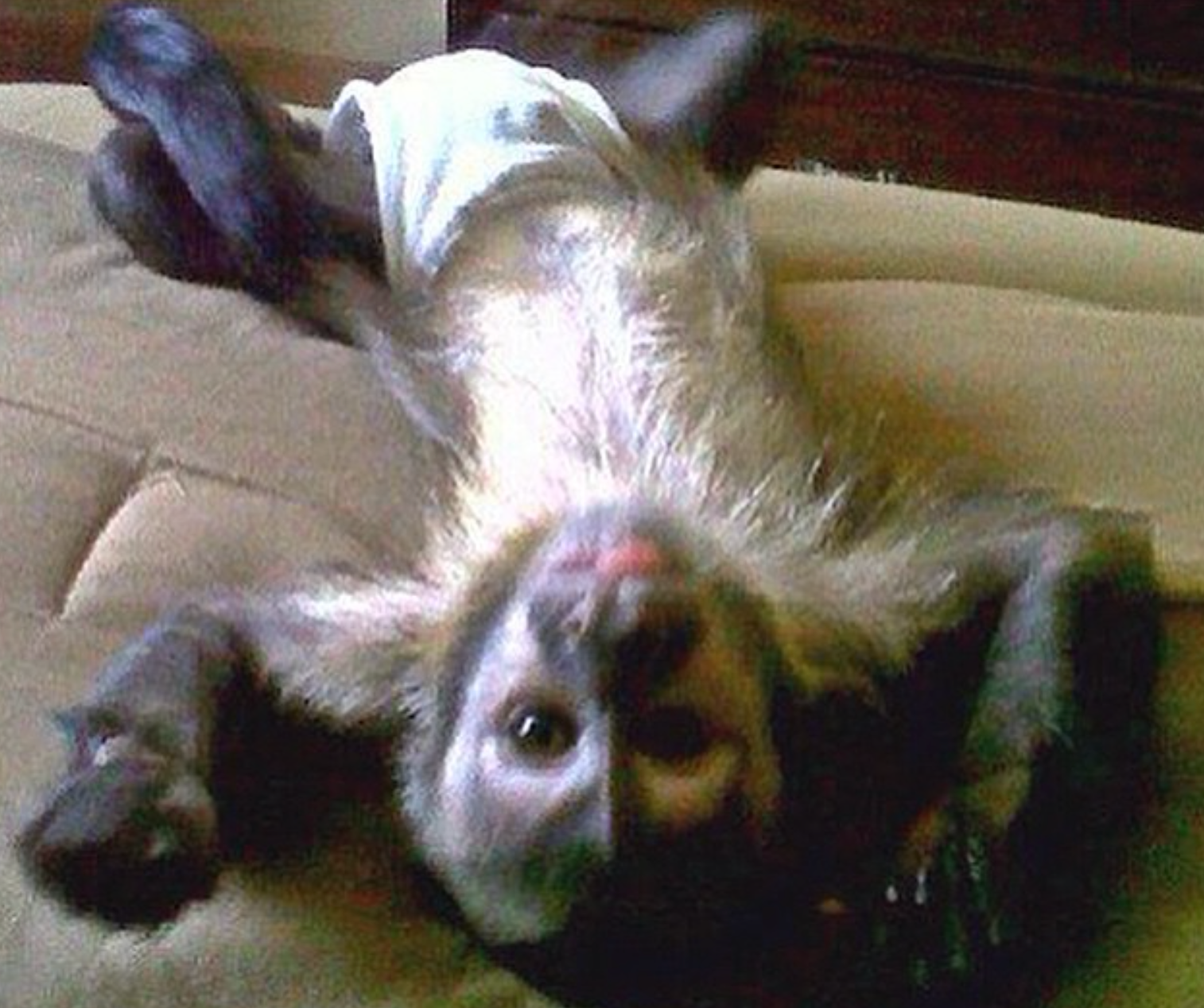 Bruce - Männlicher Kapuzineraffe – Bild 2