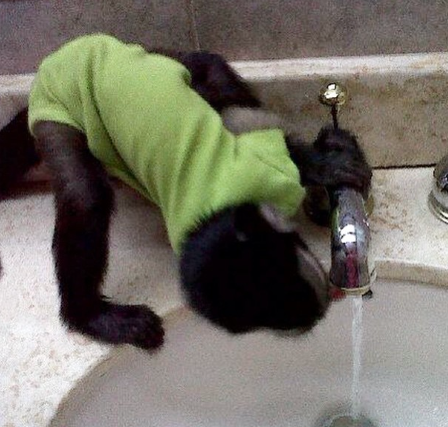 Bruce - Männlicher Kapuzineraffe – Bild 3