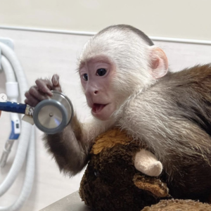 Celin - Weiblicher Kapuzineraffe