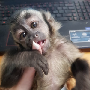 Ryan - Männlicher Kapuzineraffe