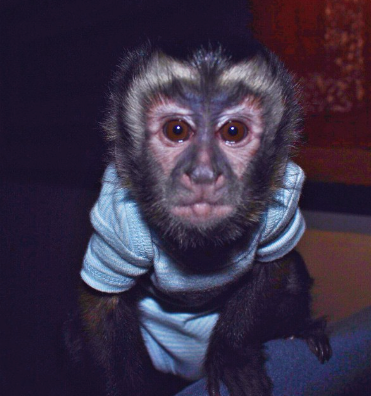 Bruce - Männlicher Kapuzineraffe – Bild 4