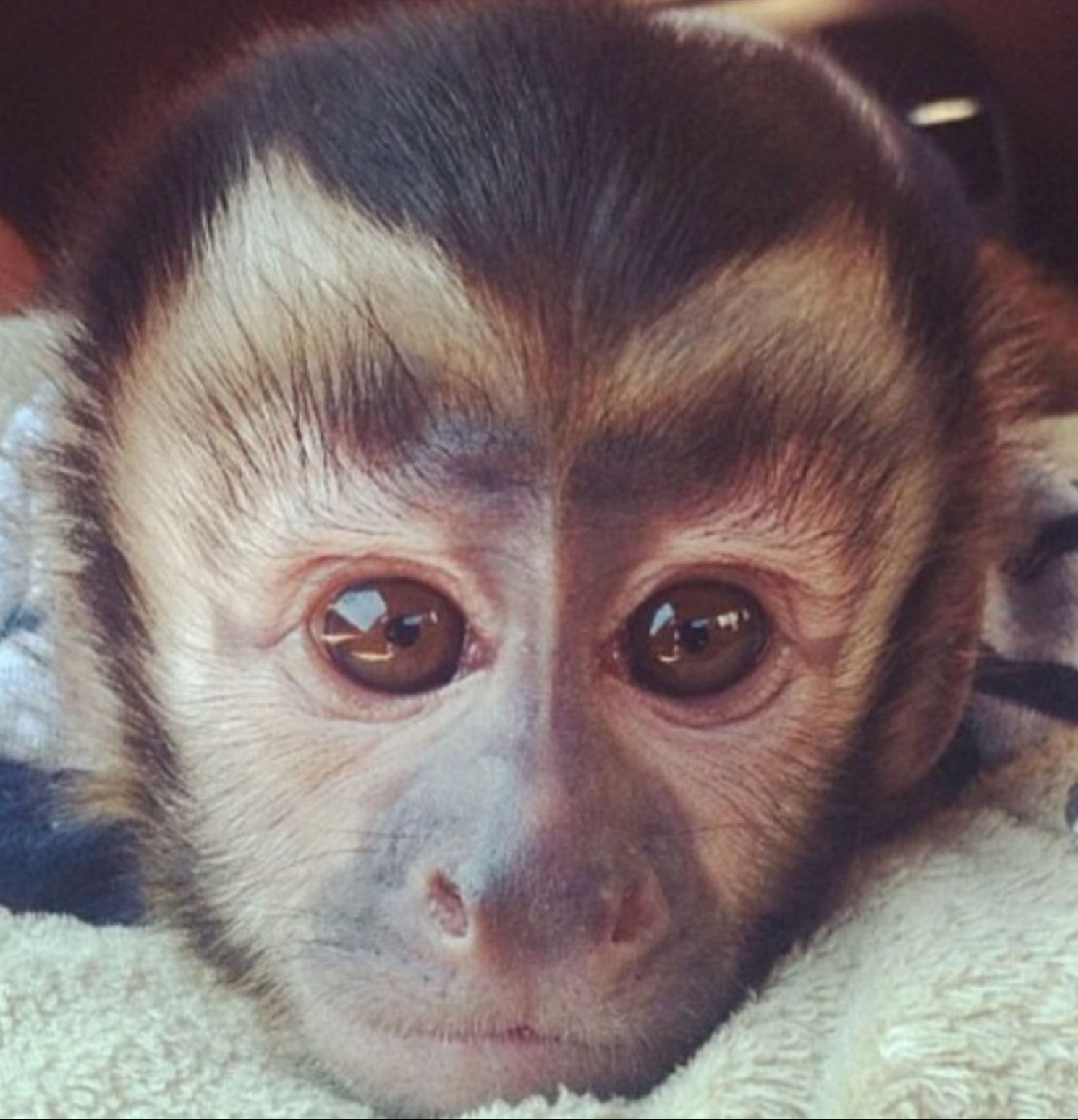 Bruce - Männlicher Kapuzineraffe – Bild 5