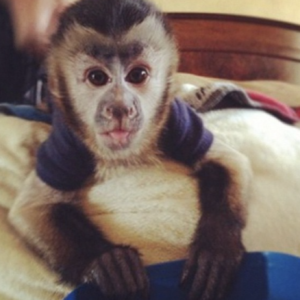 Bruce - Männlicher Kapuzineraffe