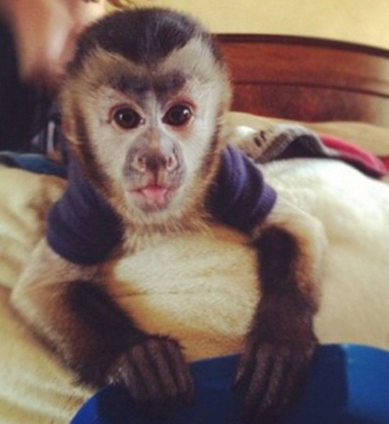 Bruce - Männlicher Kapuzineraffe