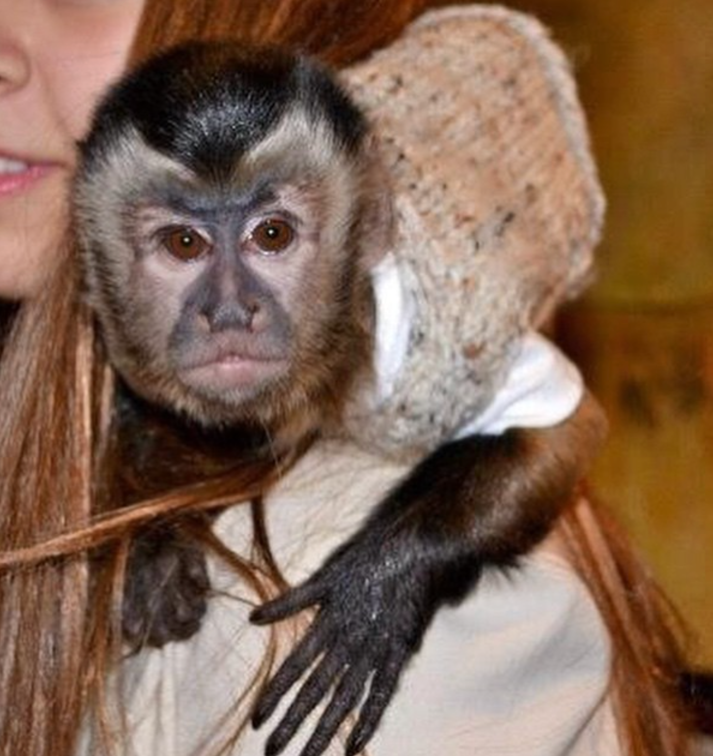 Bruce - Männlicher Kapuzineraffe – Bild 7