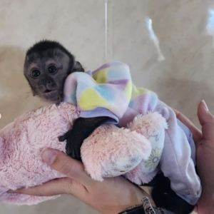 Kayla - Weiblicher Kapuzineraffe