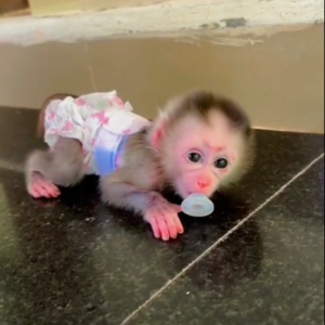 Lucy - Weiblicher Makake