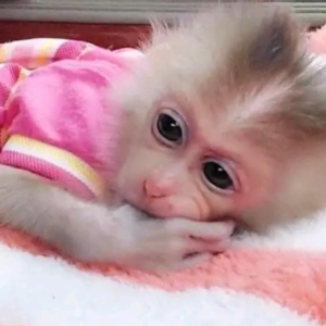 Marly - Männlicher Makake affen