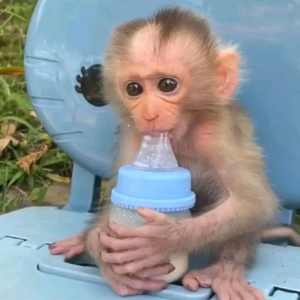 Lucky - Männlicher Makake