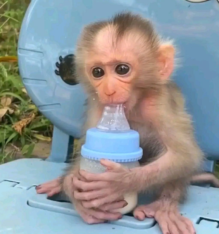 Lucky - Männlicher Makake