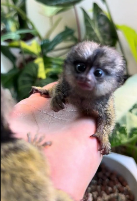 Natan - Männlicher Fingeraffe