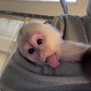 Sam - Männlicher Kapuzineraffe