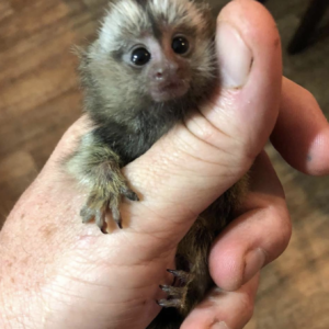 Kaila - Weiblicher Fingeraffe