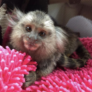 Marshall - Männlicher Fingeraffe