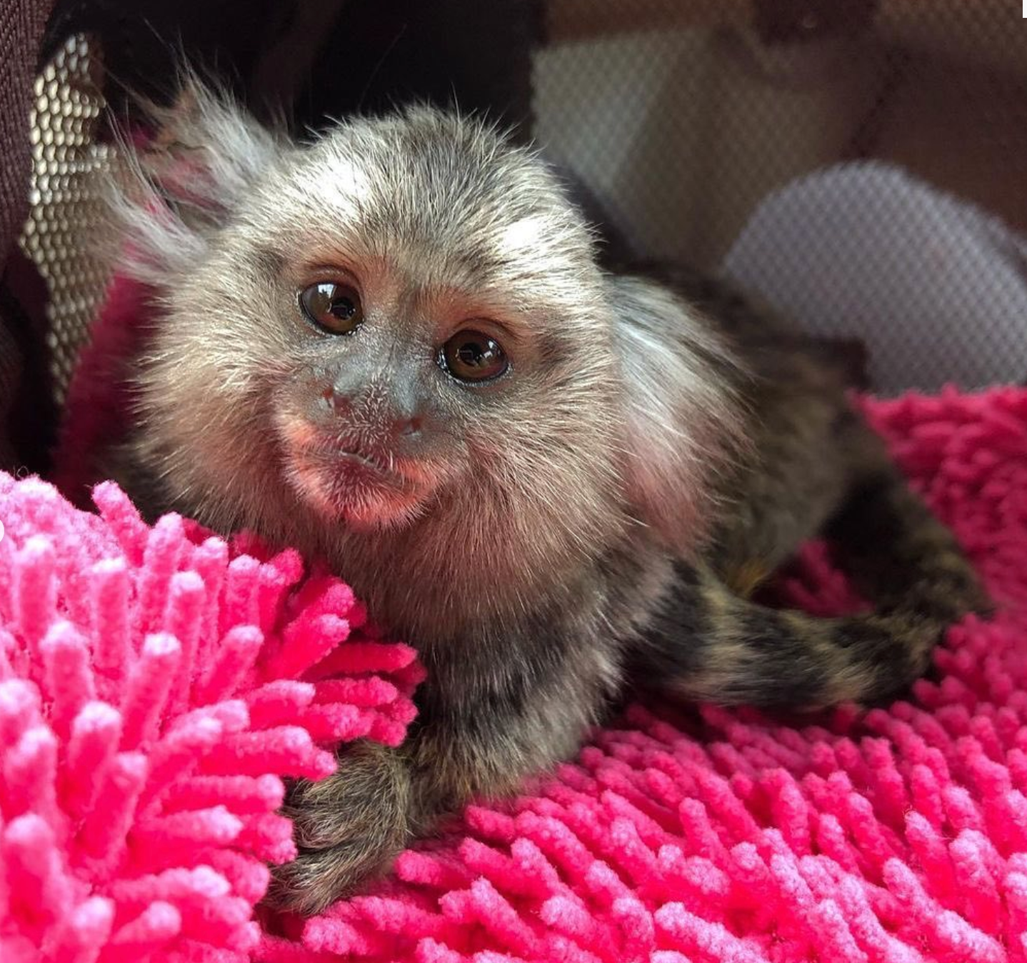 Marshall - Männlicher Fingeraffe