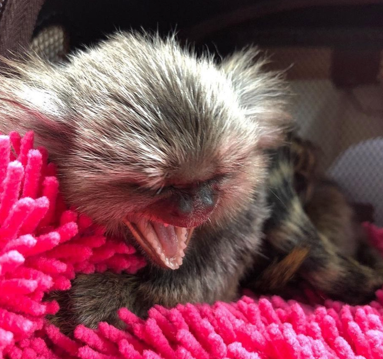 Marshall - Männlicher Fingeraffe – Bild 3