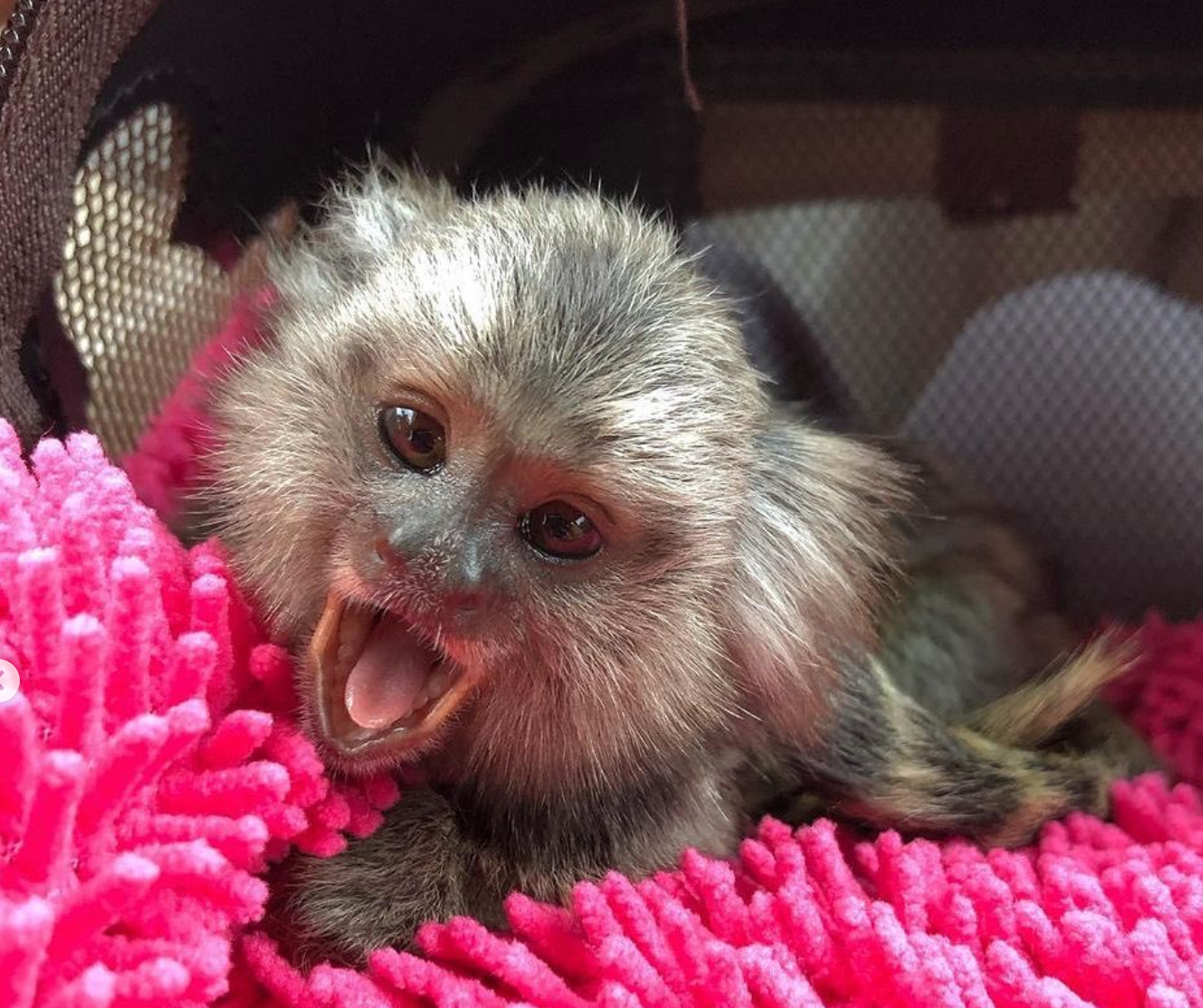 Marshall - Männlicher Fingeraffe – Bild 2