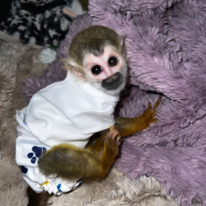 Ryan - Männlicher Totenkopfaffe (Squirrel Monkey)