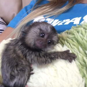 Muna - Weiblicher Fingeraffe