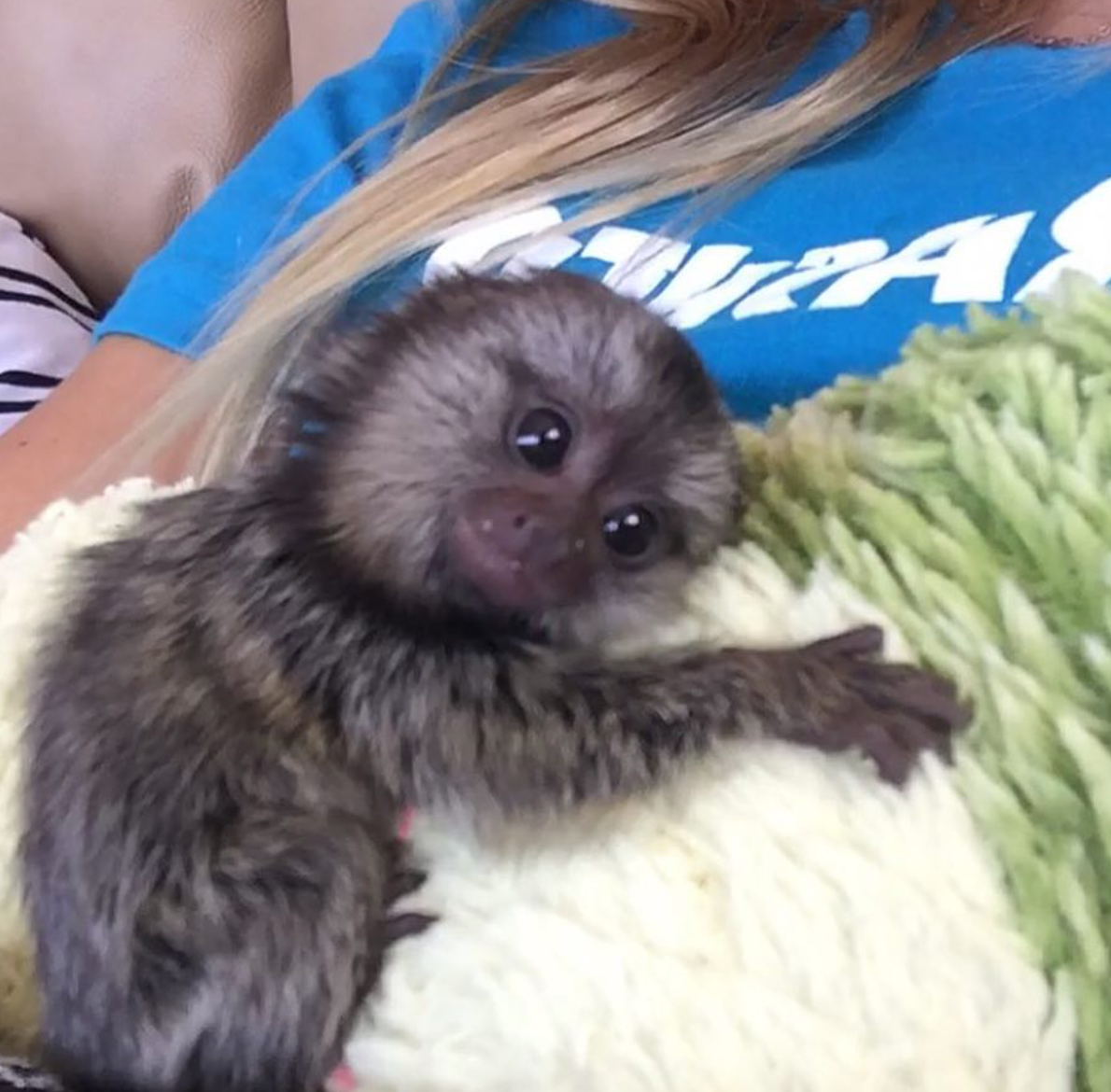 Muna - Weiblicher Fingeraffe