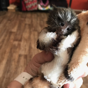 Kim - Männlicher Fingeraffe