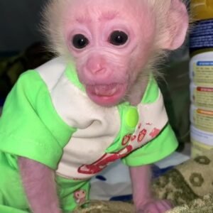 Kayla - Weiblicher Makake affen