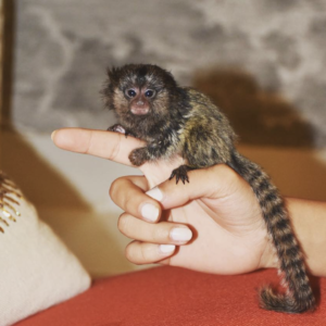 Paul - Männlicher Fingeraffe