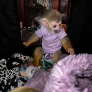 Jenny - Weiblicher Totenkopfaffe (Squirrel Monkey)