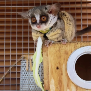 Mia - Weiblicher Galago (Buschbaby) zu verkaufen