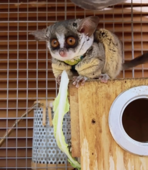 Mia - Weiblicher Galago (Buschbaby) zu verkaufen