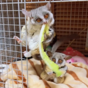 Buddy - Männlicher Galago (Buschbaby) zu verkaufen