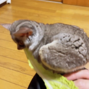 Nadia - Weiblicher Galago (Buschbaby) zu verkaufen