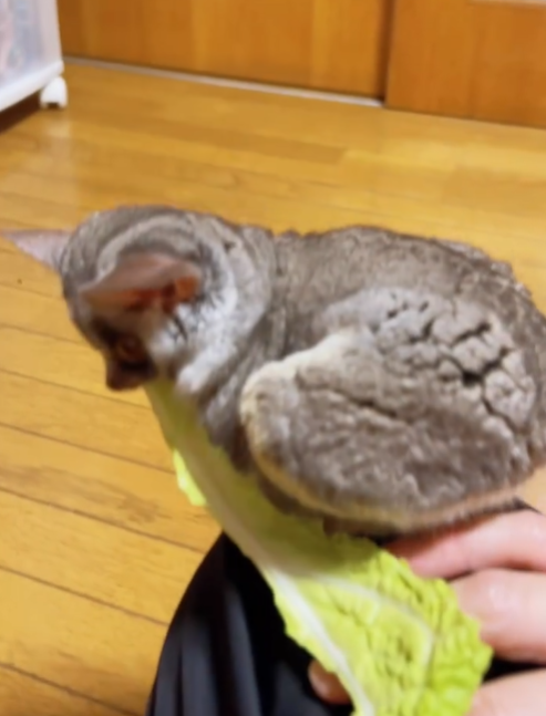 Nadia - Weiblicher Galago (Buschbaby) zu verkaufen