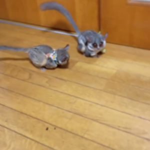 Akila - Männlicher Galago (Buschbaby) zu verkaufen