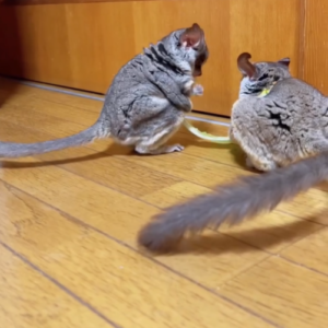 Kylo - Männlicher Galago (Buschbaby) zu verkaufen