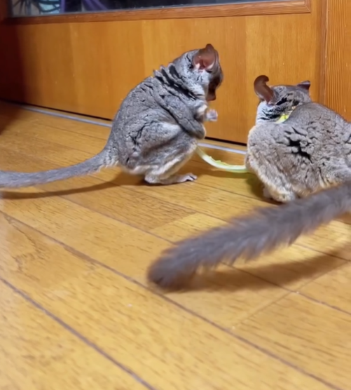 GUCCI - Männlicher Galago (Buschbaby) zu verkaufen