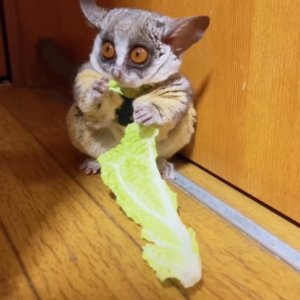 Eliot - Männlicher Galago (Buschbaby) zu verkaufen