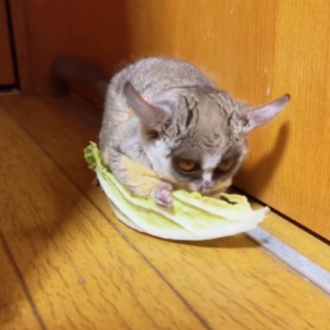 Eve - Weiblicher Galago (Buschbaby) zu verkaufen