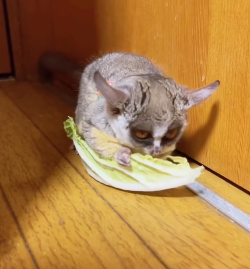 Eve - Weiblicher Galago (Buschbaby) zu verkaufen