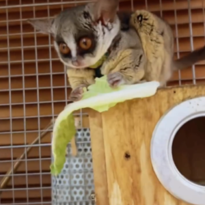 Luna - Weiblicher Galago (Buschbaby) zu verkaufen