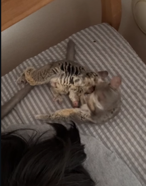 Eve - Weiblicher Galago (Buschbaby) zu verkaufen – Bild 3