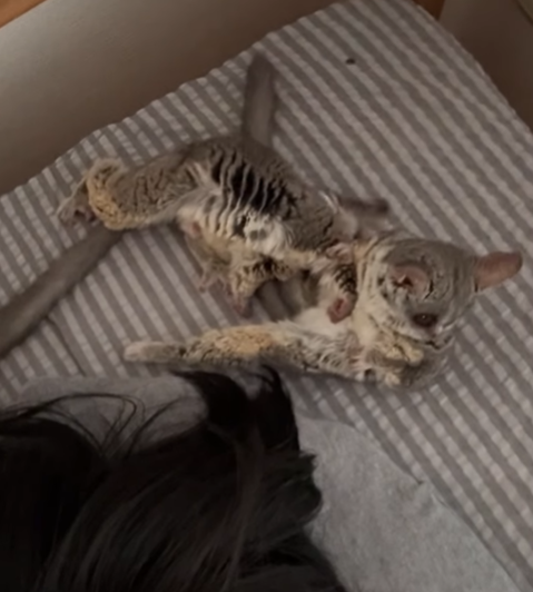 Eve - Weiblicher Galago (Buschbaby) zu verkaufen – Bild 4