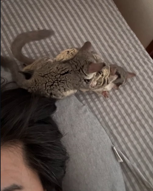 GUCCI - Männlicher Galago (Buschbaby) zu verkaufen – Bild 4