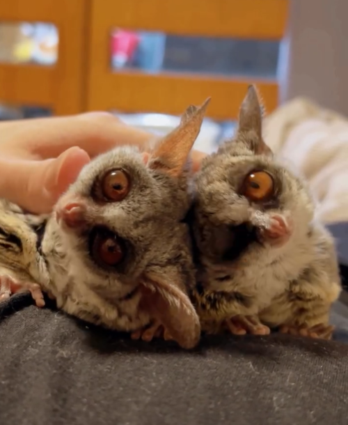 Mia - Weiblicher Galago (Buschbaby) zu verkaufen – Bild 3