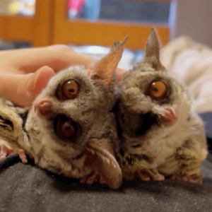 Carla - Weiblicher Galago (Buschbaby) zu verkaufen